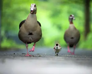 Move: Egyptian geese (Alopochen aegyptiaca) running on