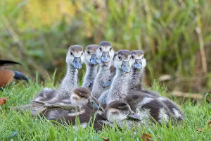 Aegyptiacus: Egyptian geese (Alopochen aegyptiacus), chicks