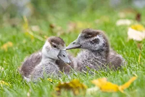 Aegyptiacus: Two egyptian geese (Alopochen aegyptiacus), chicks