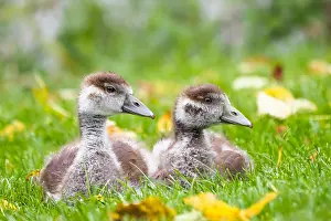 Aegyptiacus: Two egyptian geese (Alopochen aegyptiacus), chicks