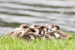 Aegyptiacus: Egyptian geese (Alopochen aegyptiacus), cuddling