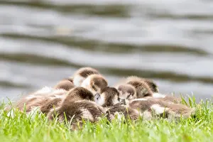 Aegyptiacus: Egyptian geese (Alopochen aegyptiacus), cuddling