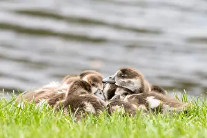 Aegyptiacus: Egyptian geese (Alopochen aegyptiacus), cuddling