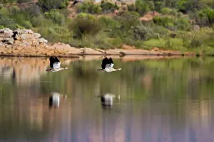 Aegyptiacus: Egyptian Geese at Bushman's Kloof in Western
