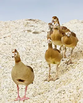 Egyptian Geese - family group on coastal rocks