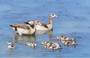 Clem Haagner: Egyptian Geese & goslings