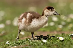 Egyptian Goose