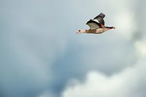 Aegyptiacus: Egyptian Goose