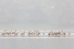 Aegyptiacus: Egyptian Goose