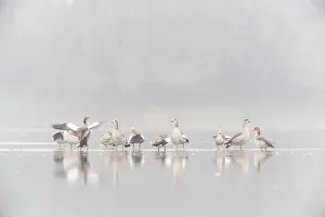 Aegyptiacus: Egyptian Goose