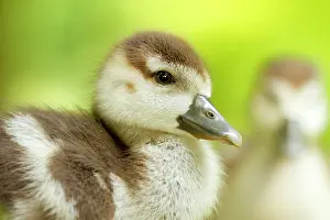 Aegyptiacus: Egyptian Goose