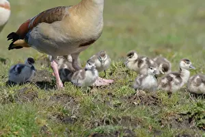 Aegyptiaca: Egyptian Goose