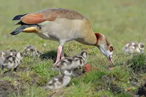 Aegyptiaca: Egyptian Goose