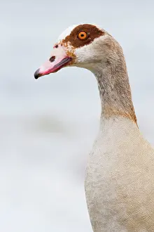 Aegyptiacus: Egyptian Goose