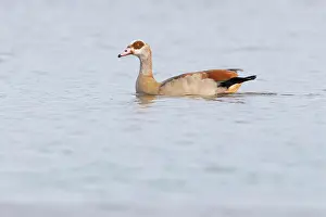 Aegyptiaca: Egyptian Goose