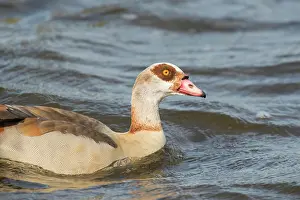 Aegyptiacus: Egyptian Goose