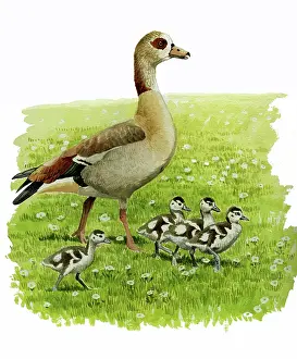 Aegyptiaca: Egyptian Goose