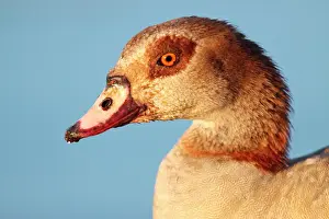 Aegyptiacus: Egyptian Goose
