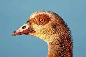 Aegyptiacus: Egyptian Goose