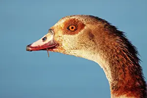 Aegyptiacus: Egyptian Goose
