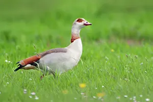 Aegyptiacus: Egyptian Goose