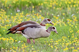 Aegyptiacus: Egyptian Goose
