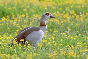 Aegyptiacus: Egyptian Goose