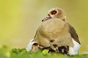 Aegyptiacus: Egyptian Goose