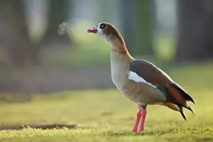 Aegyptiacus: Egyptian Goose