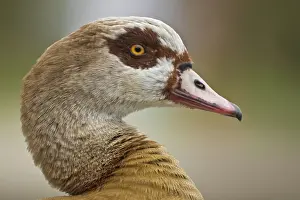 Aegyptiacus: Egyptian Goose