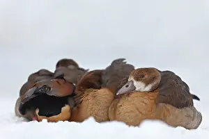 Aegyptiacus: Egyptian Goose