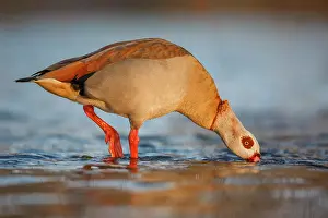 Aegyptiacus: Egyptian Goose