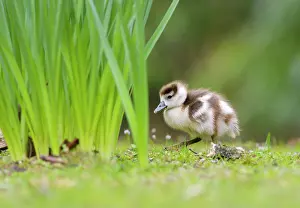 Nestling: Egyptian Goose