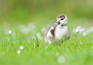Bellis: Egyptian Goose