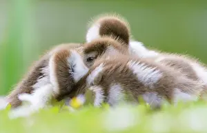 Bellis: Egyptian Goose