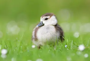 Bellis: Egyptian Goose