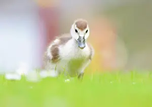 Bellis: Egyptian Goose