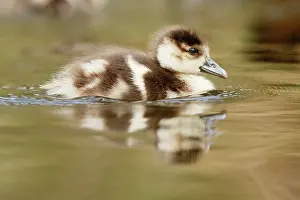 Duckling: Egyptian Goose
