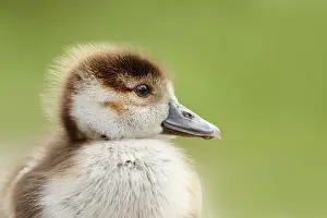 Duckling: Egyptian Goose