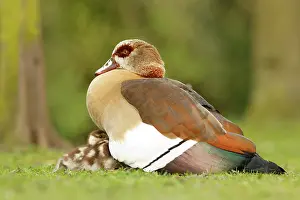 Duckling: Egyptian Goose