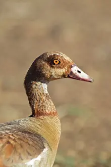 Aegyptiaca: Egyptian Goose - adult