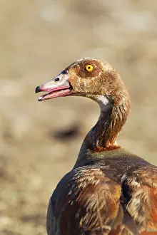 Aegyptiaca: Egyptian Goose - adult
