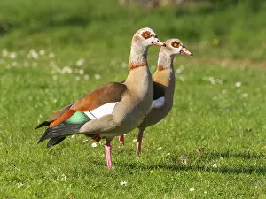 Egyptian: Egyptian Goose, two adult birds alert