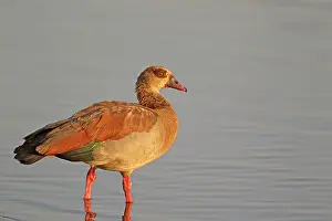 Aegyptiaca: Egyptian Goose - adult at a dam in the last light