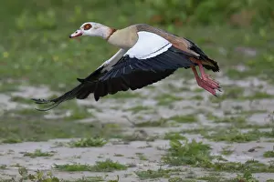230820: Egyptian Goose - adult goose in flight - Germany