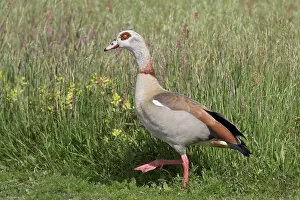 Aegyptiacus: Egyptian Goose - adult goose - Germany