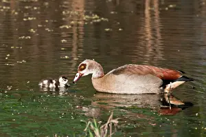 Aegyptiaca: Egyptian Goose - adult with gosling swimming