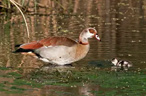 Aegyptiaca: Egyptian Goose - adult with gosling swimming