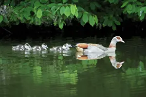 Refelction: Egyptian Goose - adult with goslings on lake