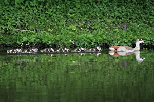 Refelction: Egyptian Goose - adult with goslings on lake